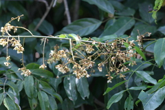 Derris thyrsiflora var. eualata